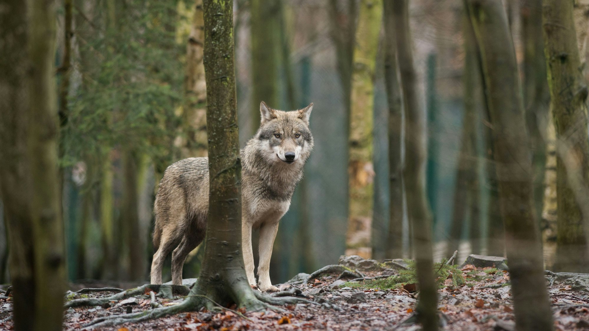 Immer mehr Nutztiere werden auch in NRW von Wölfen gerissen.