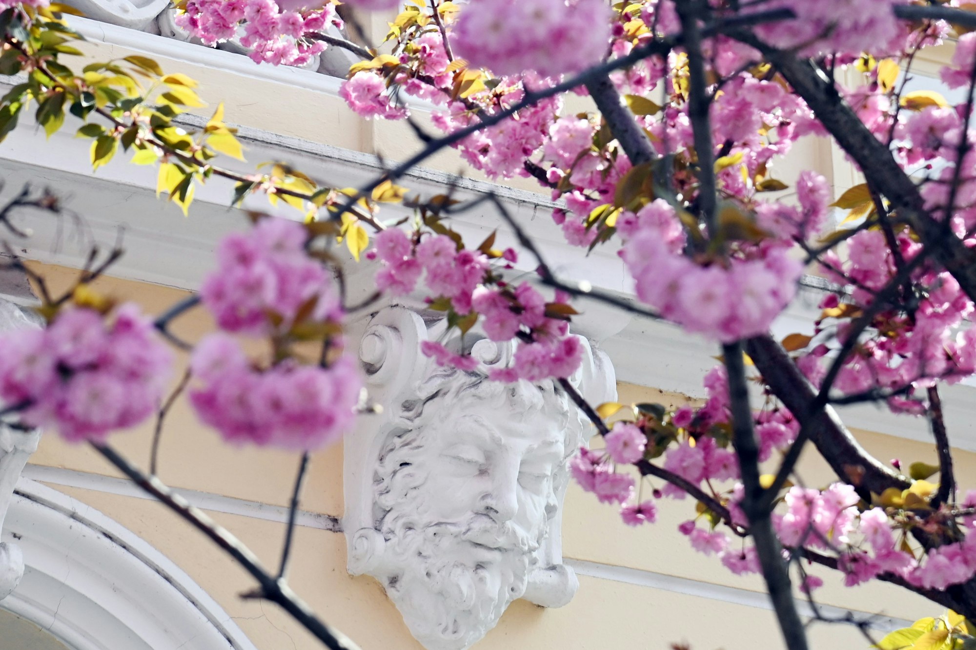05.04.2025 Bonn. Wetter: Die Kirschblüte in der Bonner Altstadt zieht jedes Jahr viele Schaulustige an. Die ersten Kirschbäume sollen bereits blühen. Breite Straße. Foto: Alexander Schwaiger