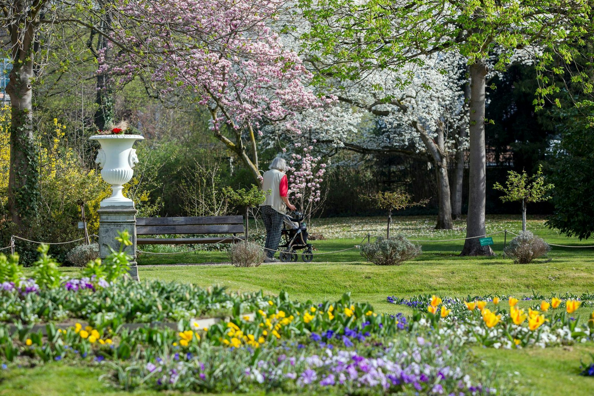 Blüten Flora Köln_ Bause