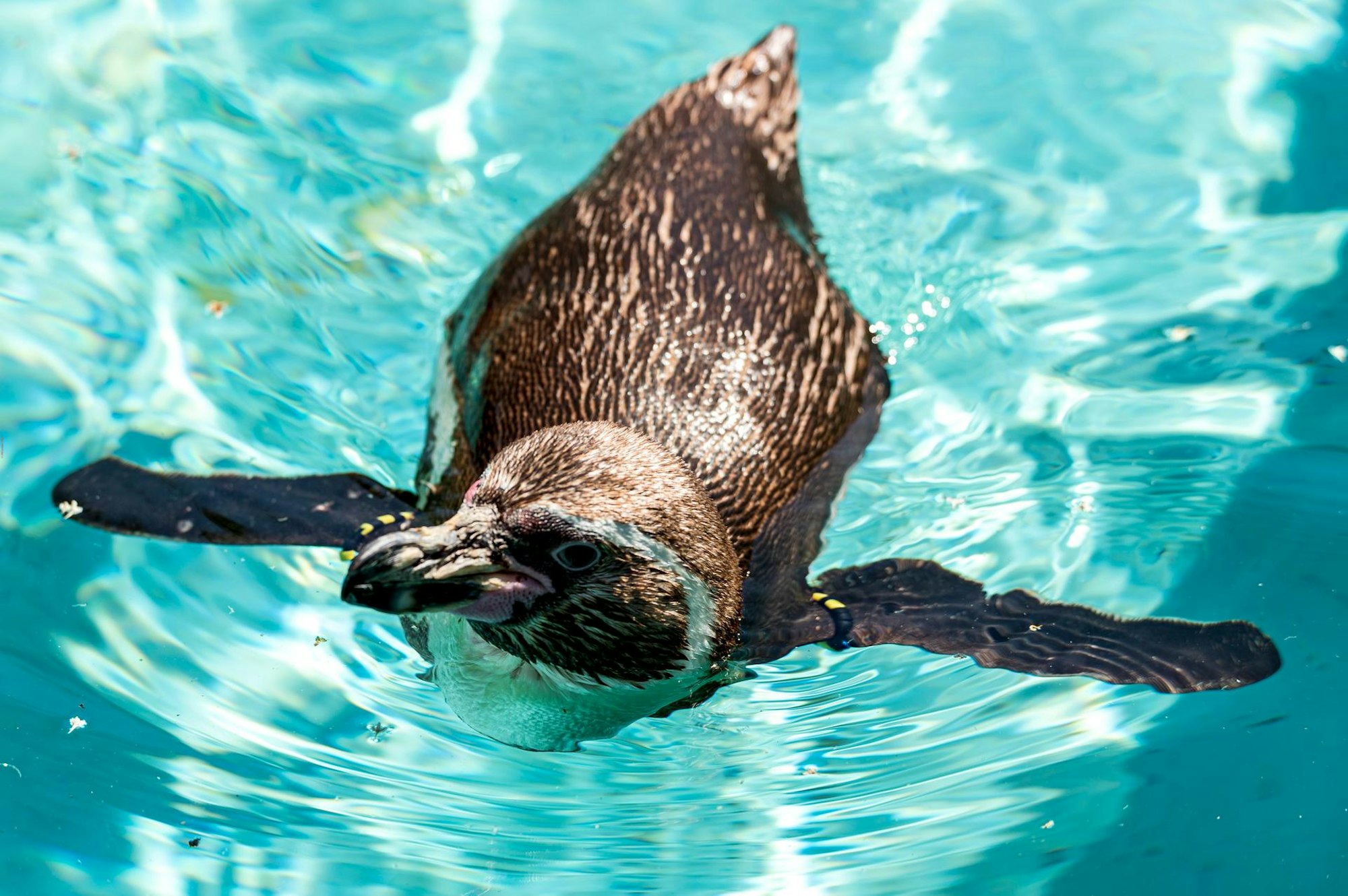 Pinguin Zoo Köln